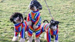 Competitors arrive for Crufts 2022 at National Exhibition Centre in the UK