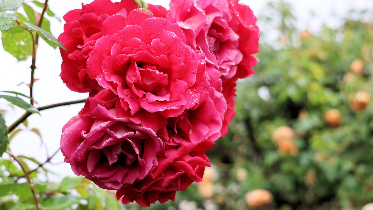 Canon EOS R8 sample image