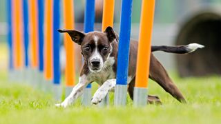 Dog weaving their way through obstacle course