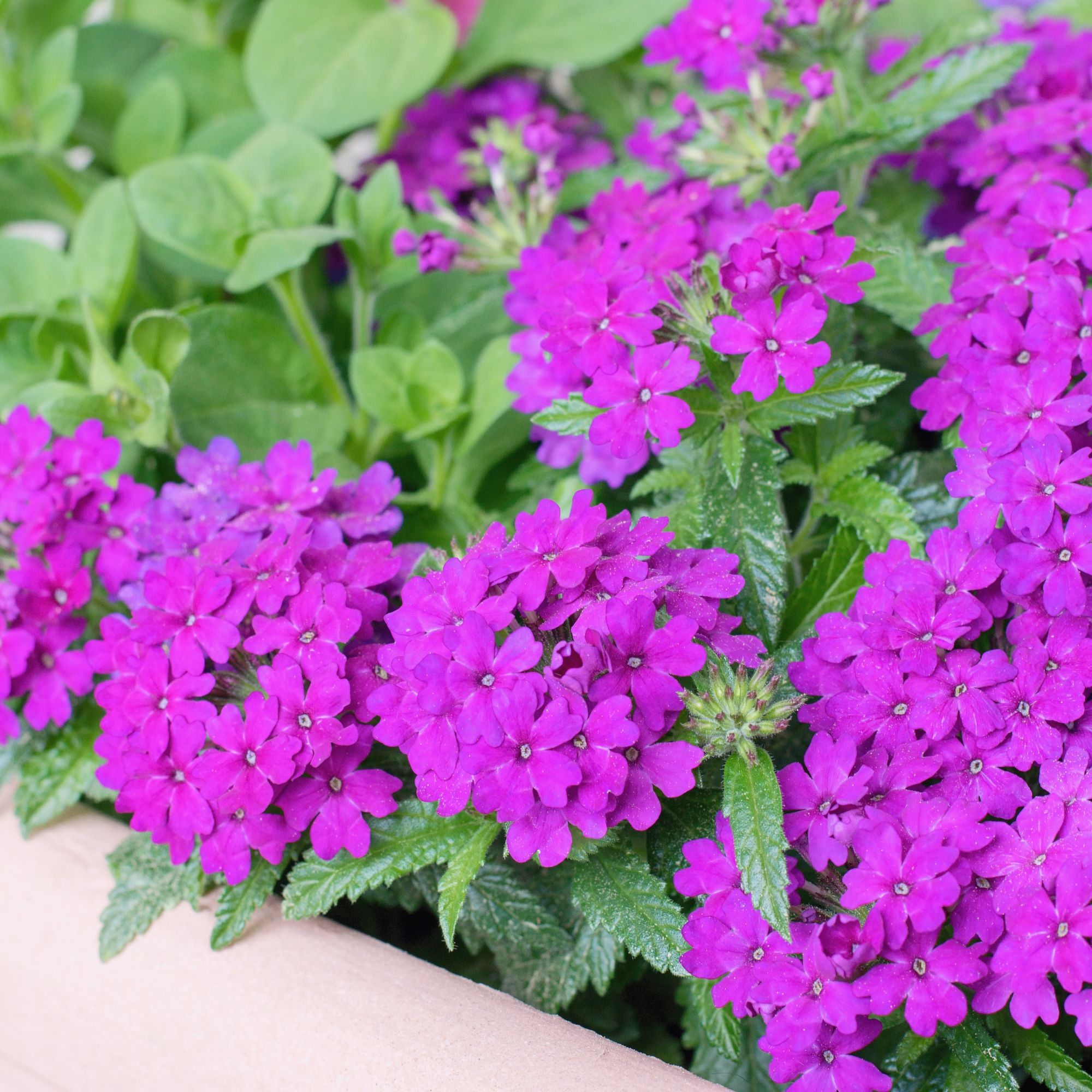 verbenas in container
