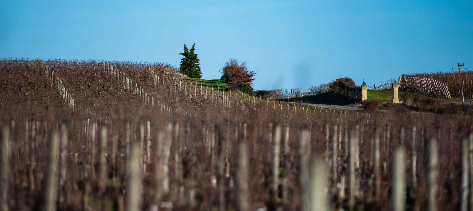 vineyards at Ch&amp;acirc;teau La Tour Figeac