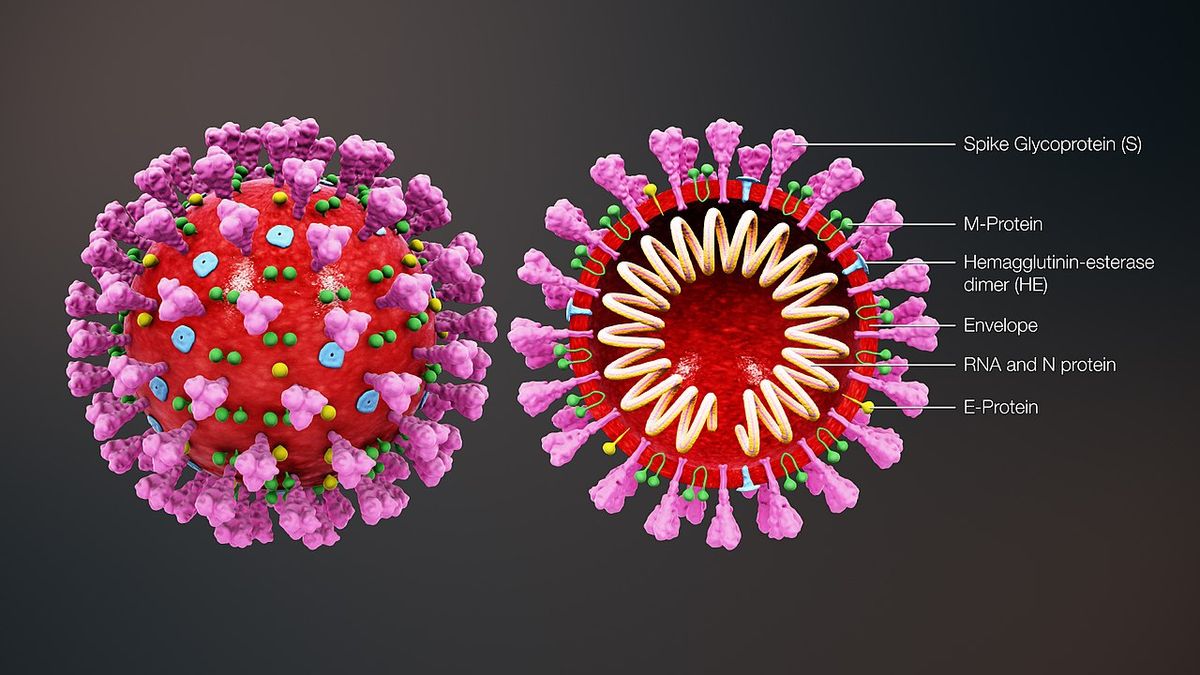 Illustration of the coronavirus.