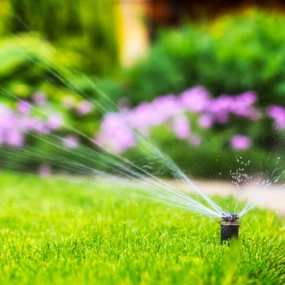 Lush green lawn in summer being watered by sprinkler