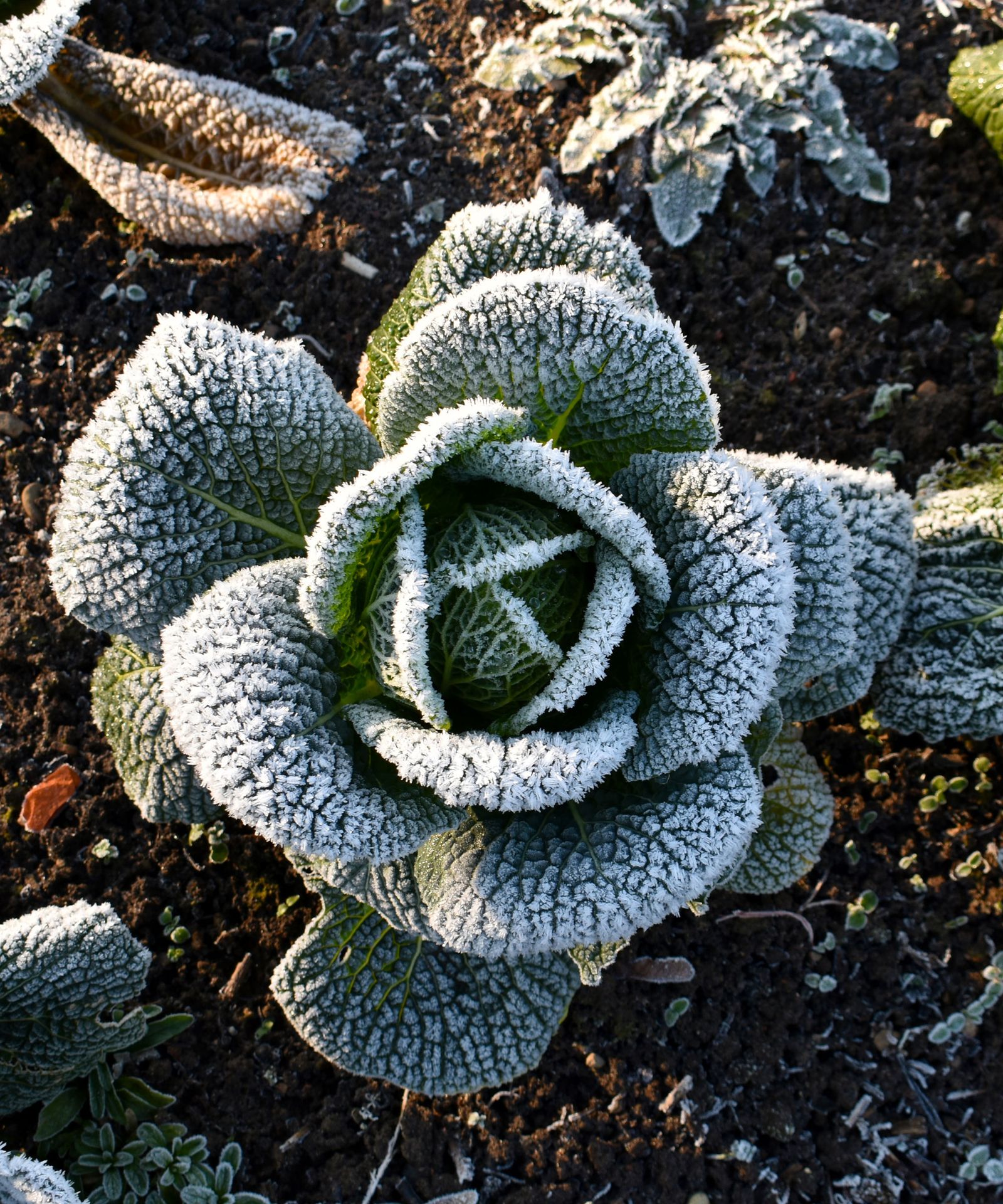5 Cold-Hardy Vegetables You Can Grow in December | Livingetc