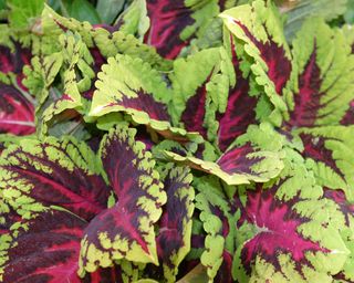 close up of a Coleus plants with green and fuchsia leaves