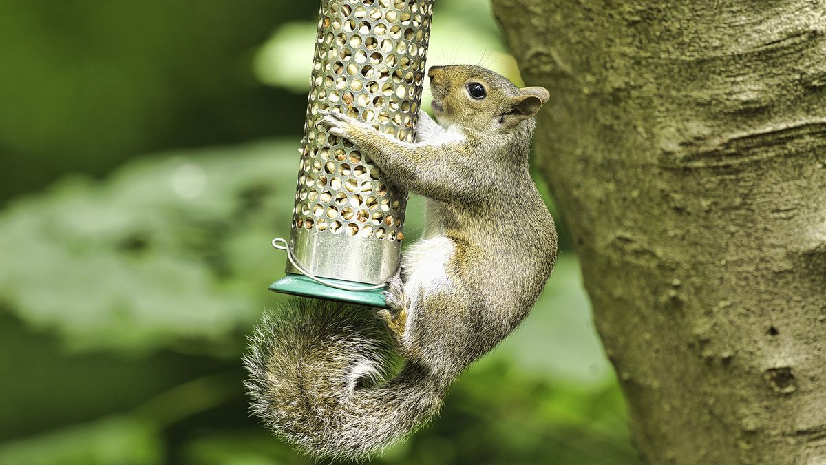 Squirrels Don’t Like These 3 Types of Bird Seed – Fill Your Feeders and Watch Songbirds Flock In
