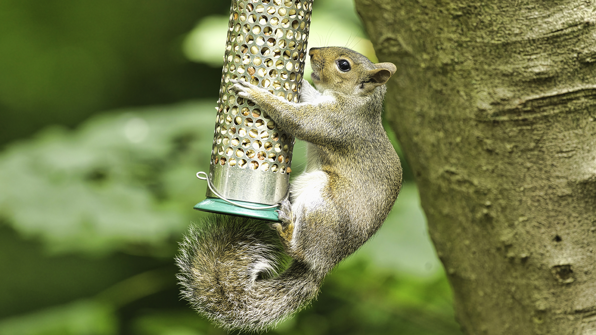 A grey squirrel stealing nuts from a bird feeder hanging from a tree