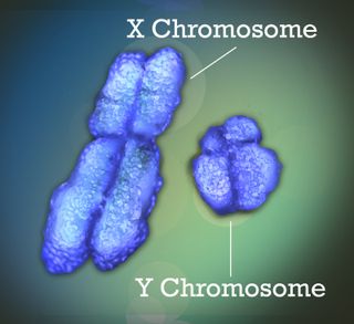 The X and Y chromosomes determine sex development in almost all mammals.