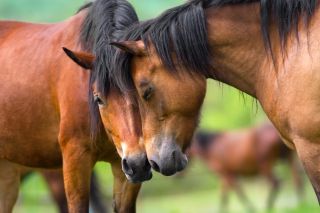 Two horse portrait close up in herd.