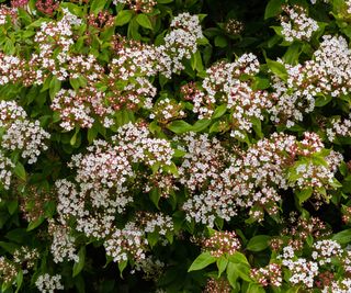 White flowers with pink buds of Viburnum tinus blossoming