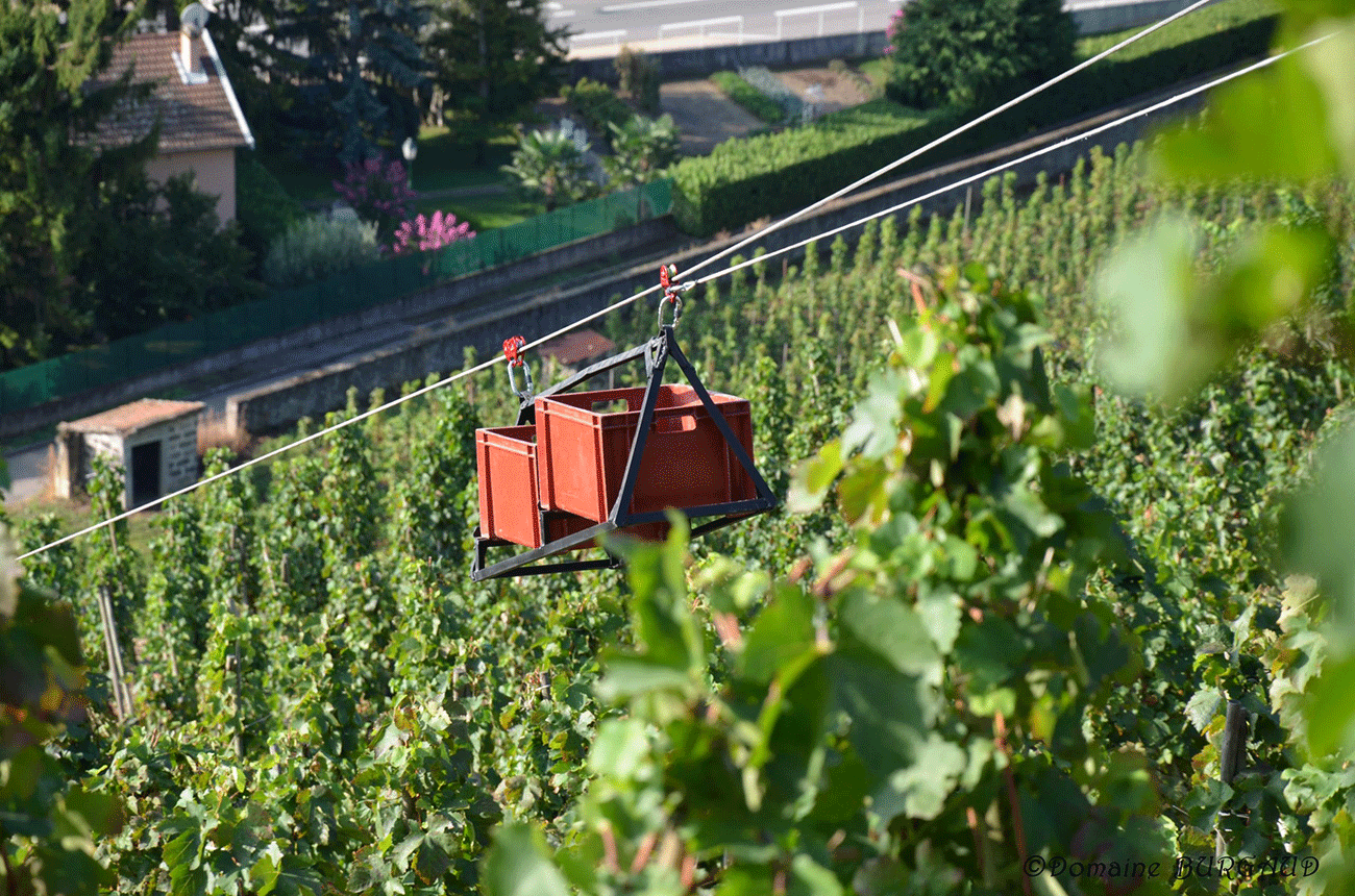 Zip line innovation used during harvest at Domaine Burgaud