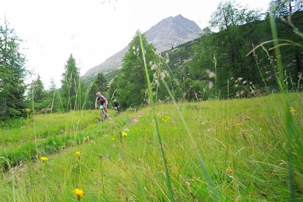 An Alpine meadow.