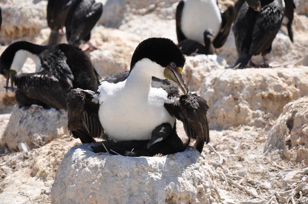 Imperial cormorants from Punta León in Argentina.