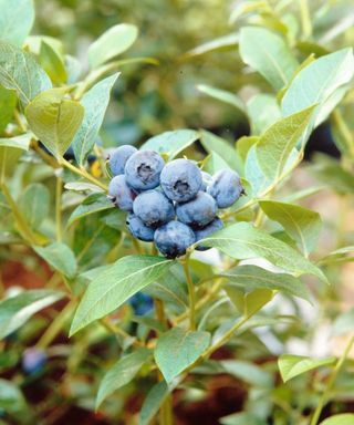 Ripe blueberry fruits on a plant
