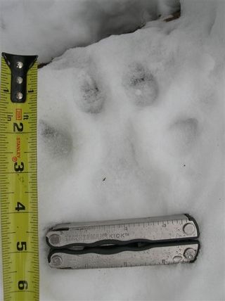 cougar tracks