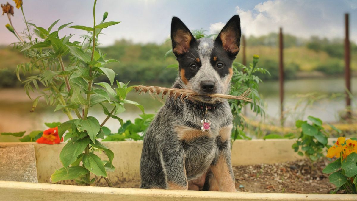 Australian Cattle Dog