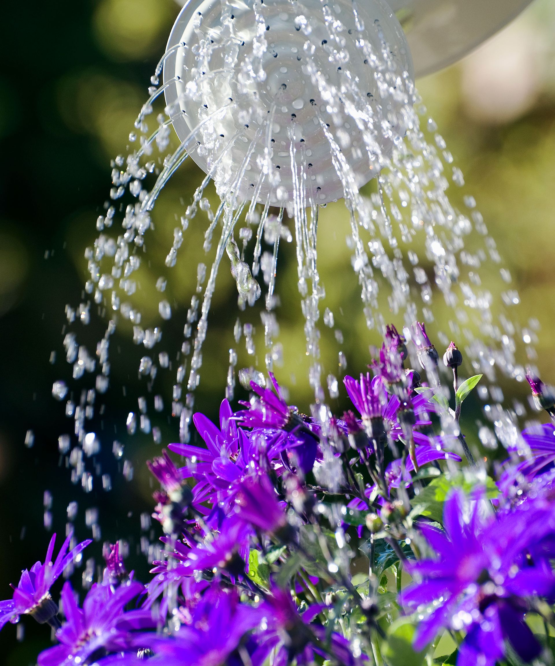 How to protect plants from heat 7 clever ways Gardeningetc