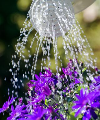 watering a purple flowering plant with a watering can