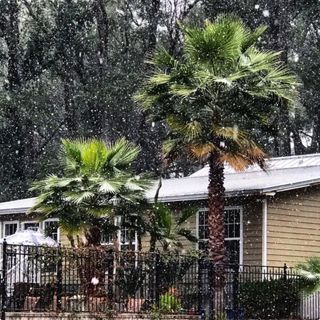 Snow on Palm Trees