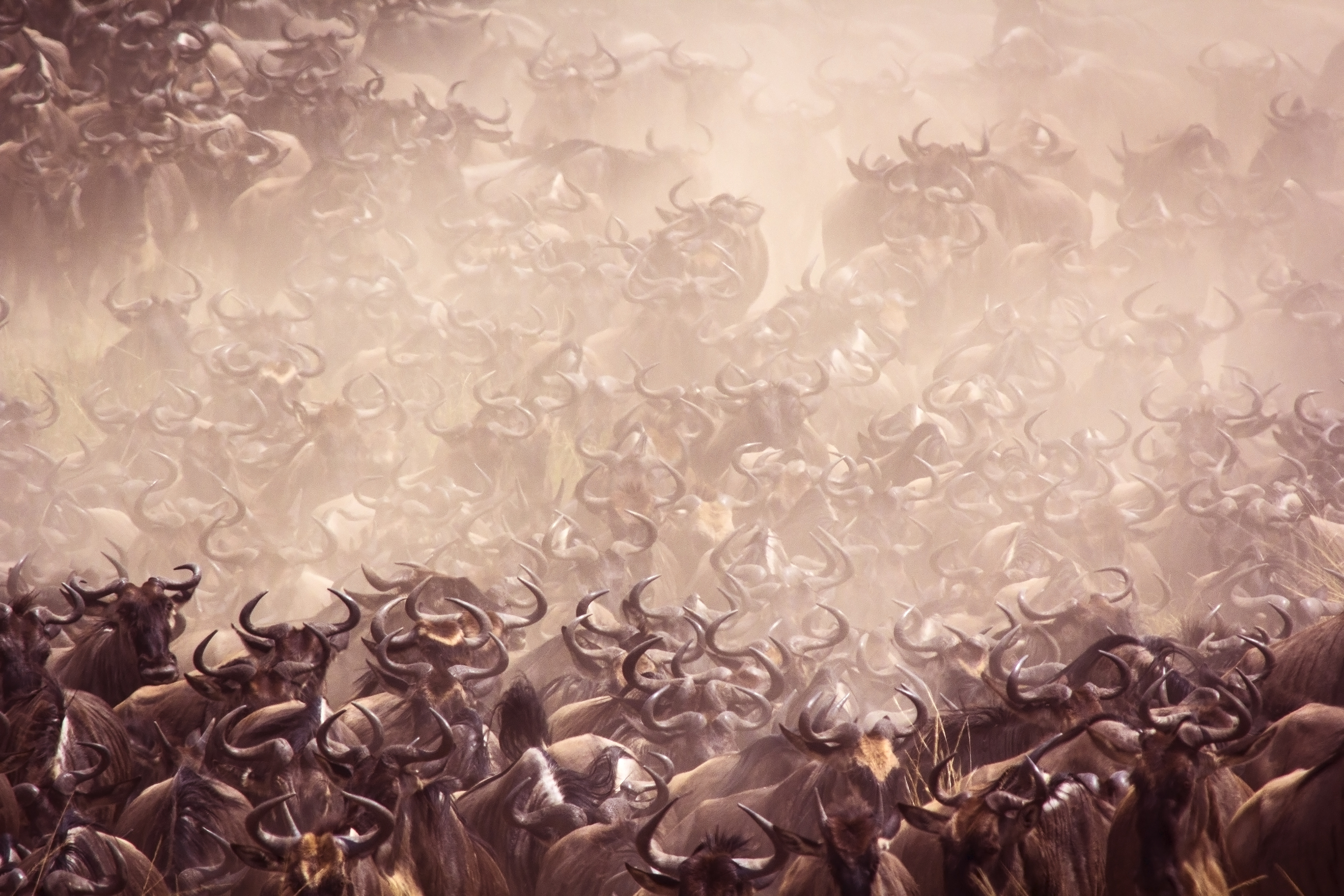 Wildebeest stampede surrounded by dust