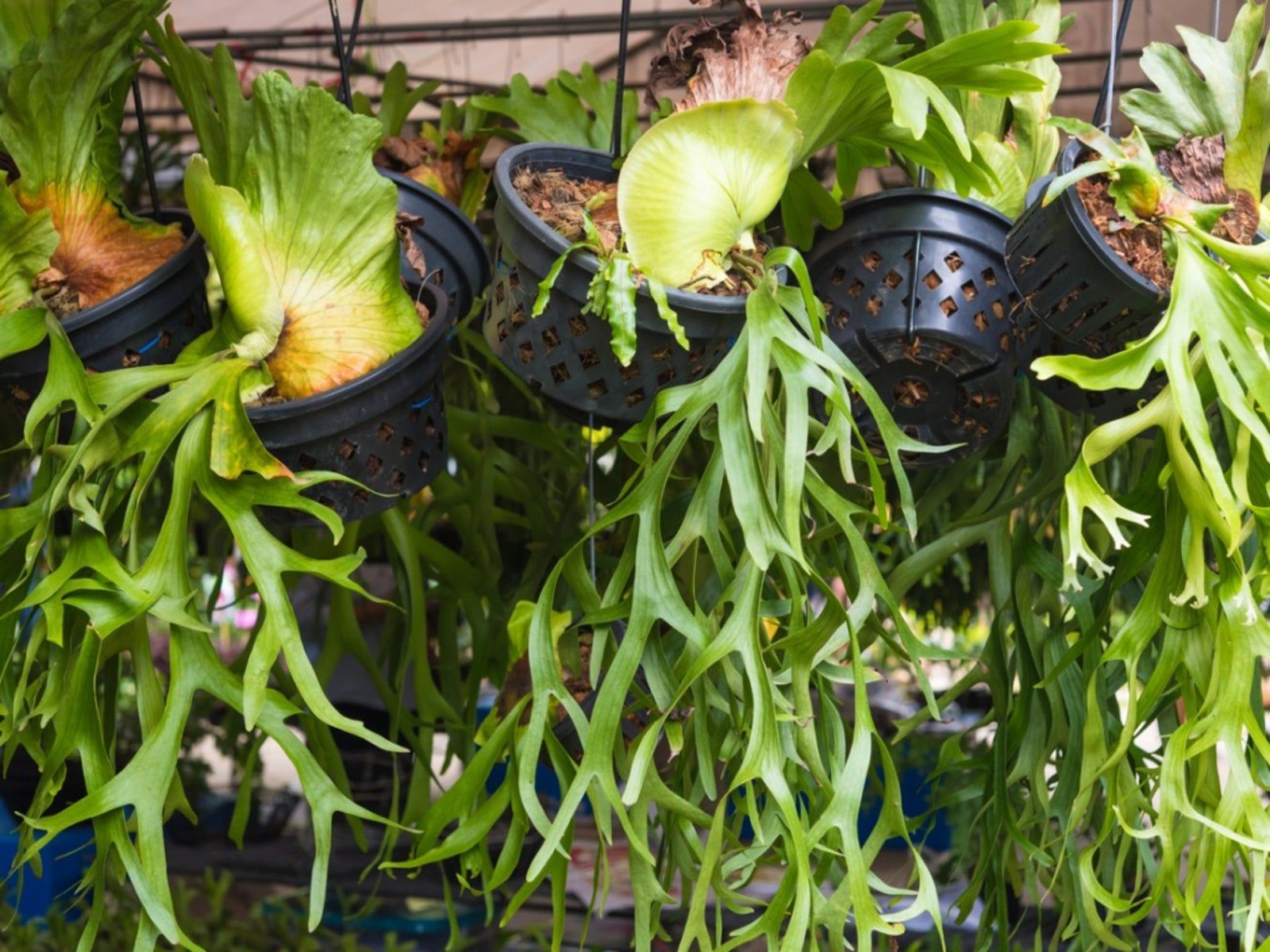 Can You Split A Staghorn Fern: Find Out How To Divide A Staghorn Fern