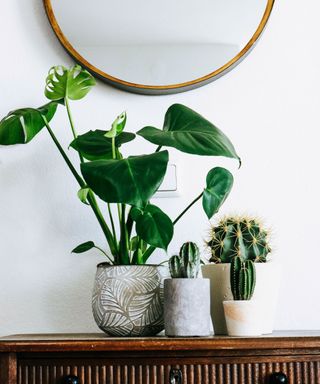 A green monstera plant with large leaves next to three small cacti