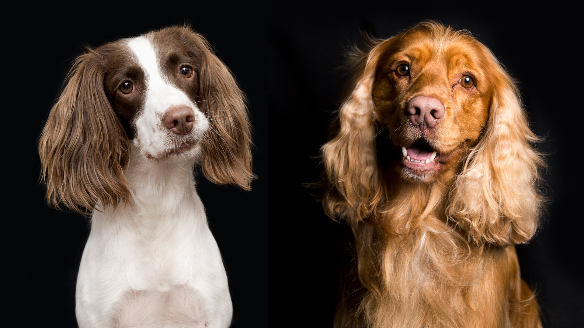 English Springer Spaniel vs English Cocker Spaniel on black background