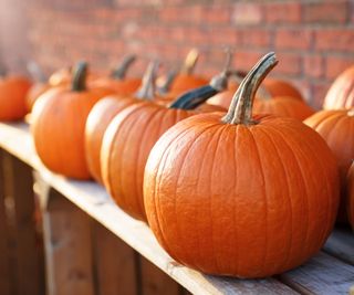 Pumpkins on a shelf