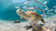 Can marine animals, such as these turtle and fish, drown?