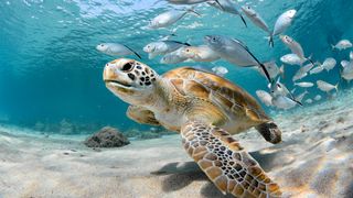 Can marine animals, such as these turtle and fish, drown?