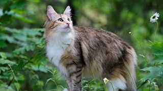 Norwegian Forest cat