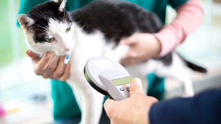 Black and white cat being scanned by a microchip reader at the vet