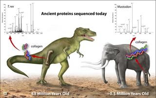 Dinosaur Size Comparison Chart Elephant