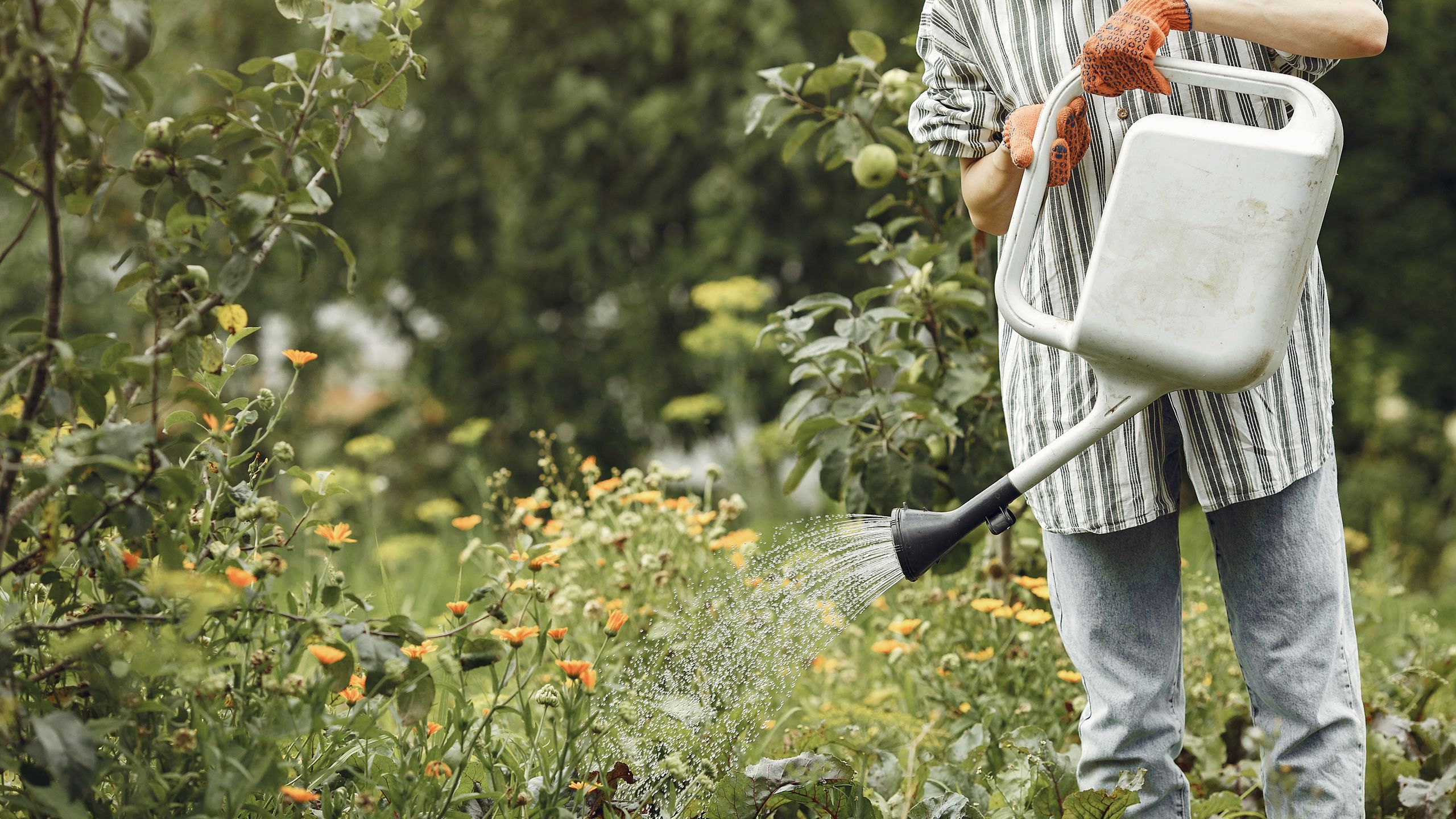 This is the best time of day to water your plants this summer, according to gardening experts