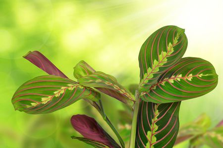 Prayer Plant