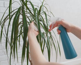 Woman sprays leaves of dracaena with water and wipes them. Concept of ultivating and take care of house plant