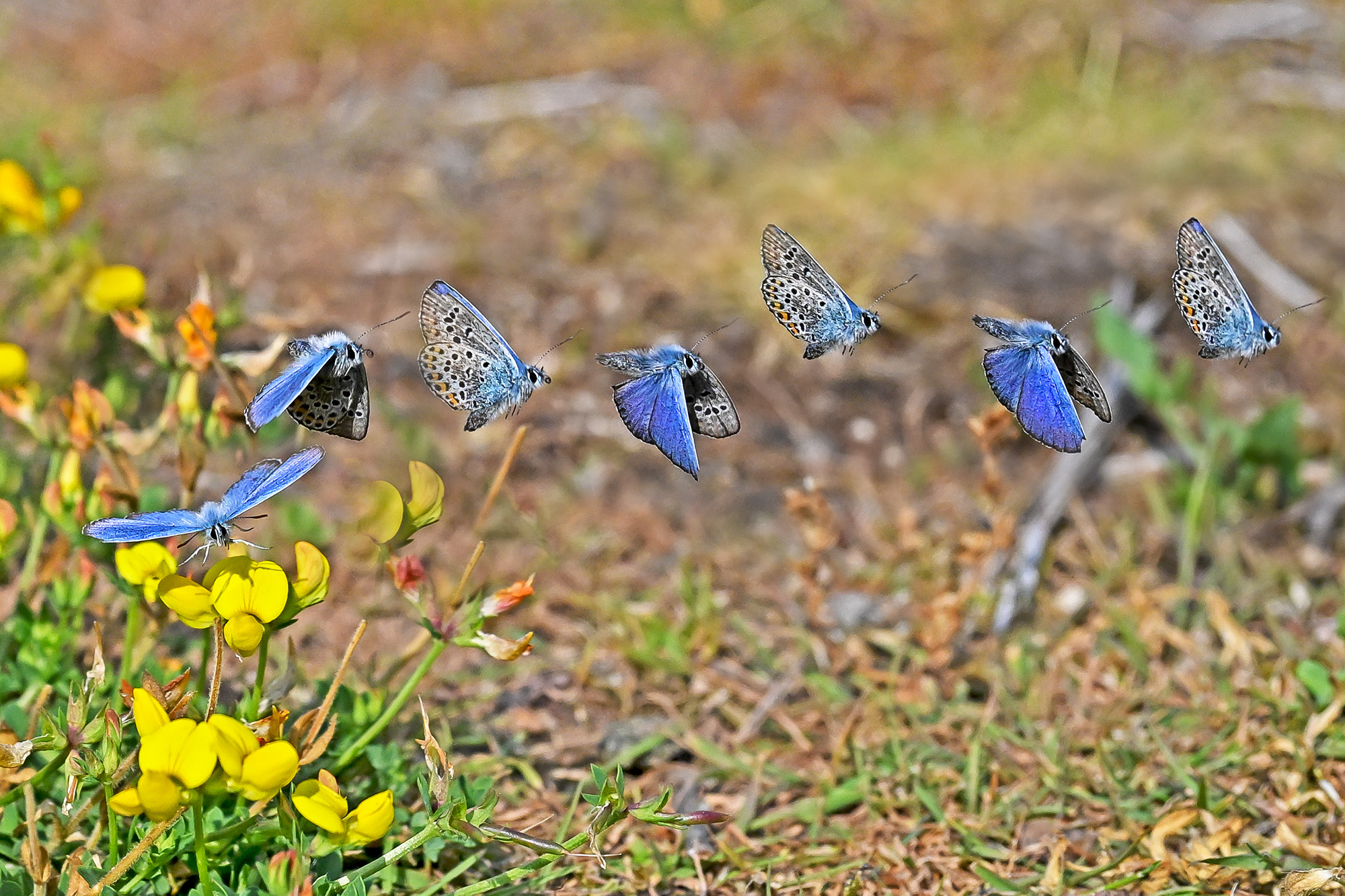 Nigel A Ball's multiplicity image of a blue butterfly in flight with yellow flowers on the left-hand side 