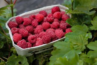 How to grow raspberries: fruit in a punnet