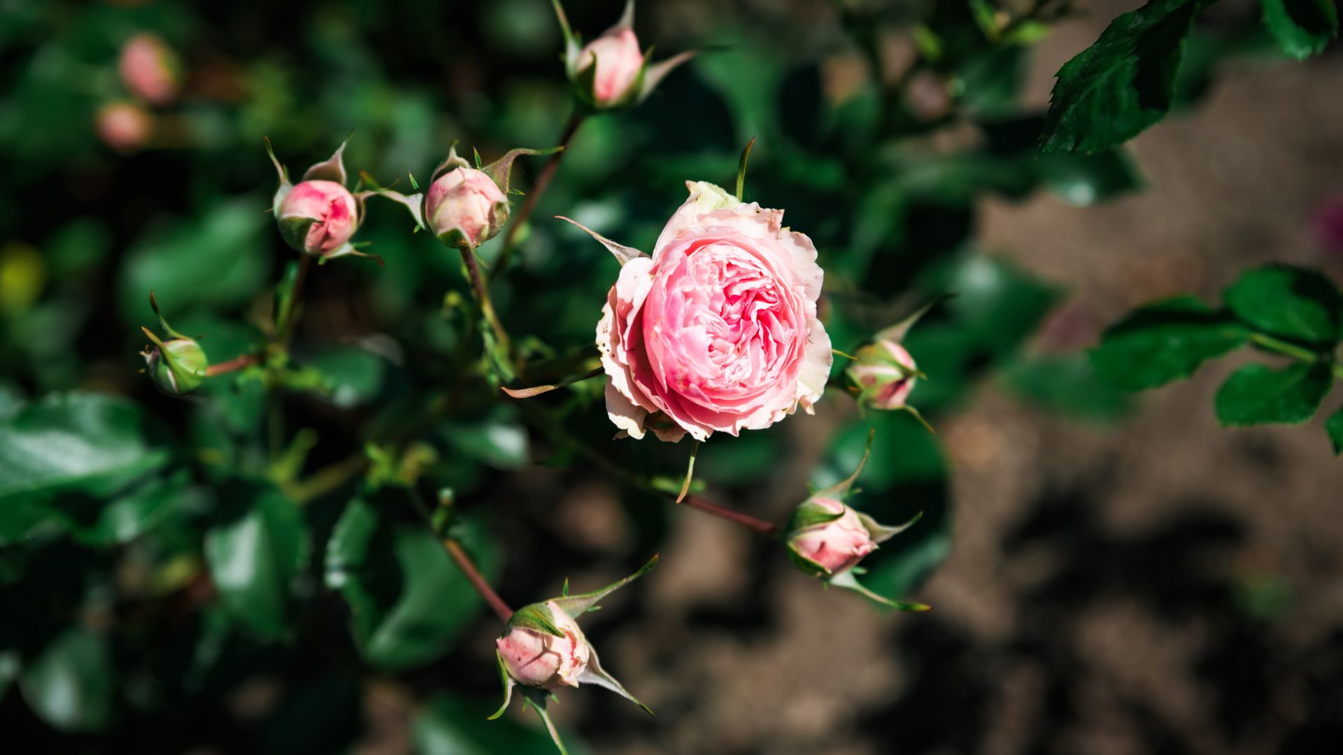pink rose with several rose buds around it