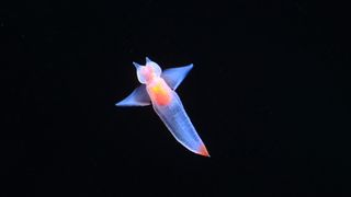 A transparent sea angel floats through the water with arm-like appendages extended. It internal organs are visible and orange-pink.