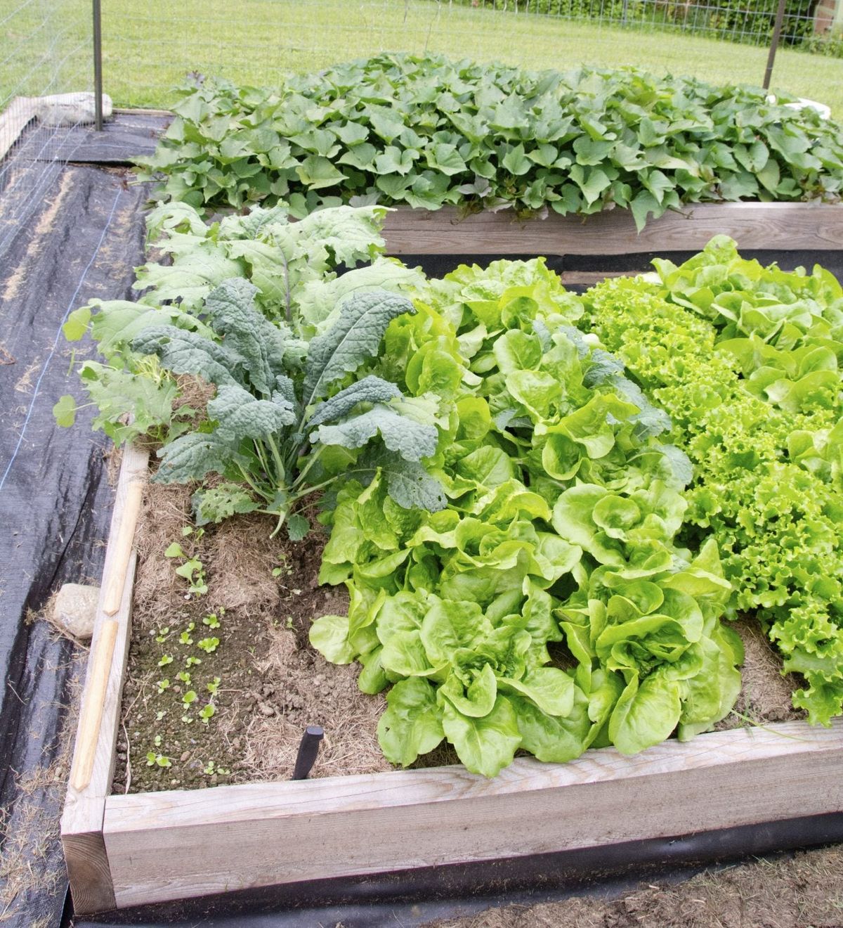 turn-one-sweet-potato-into-100-lbs-of-sweet-potatoes-by-growing-sweet