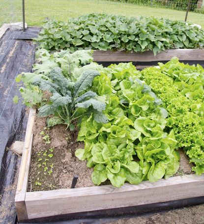 Sweet Potato Plant With Other Vegetables In A Raised Garden Bed