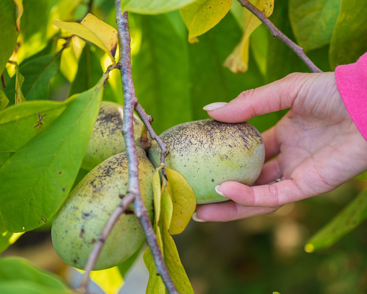 Pawpaw care and growing guide expert tips for success Gardeningetc
