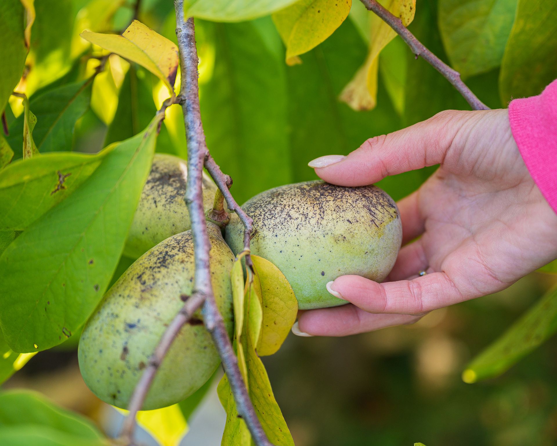 Pawpaw care and growing guide expert tips for success Gardeningetc
