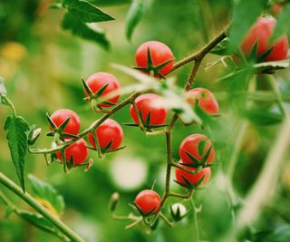 Red cherry tomatoes growing on a tomato plant