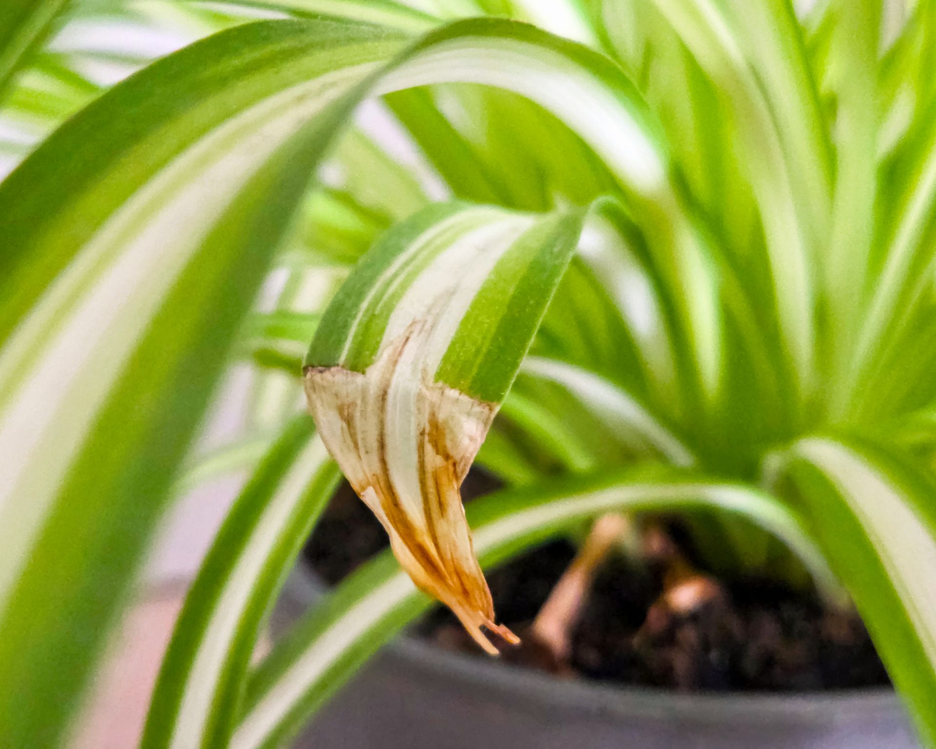 Close-up of a spider plant leaf exhibiting browning at the tip