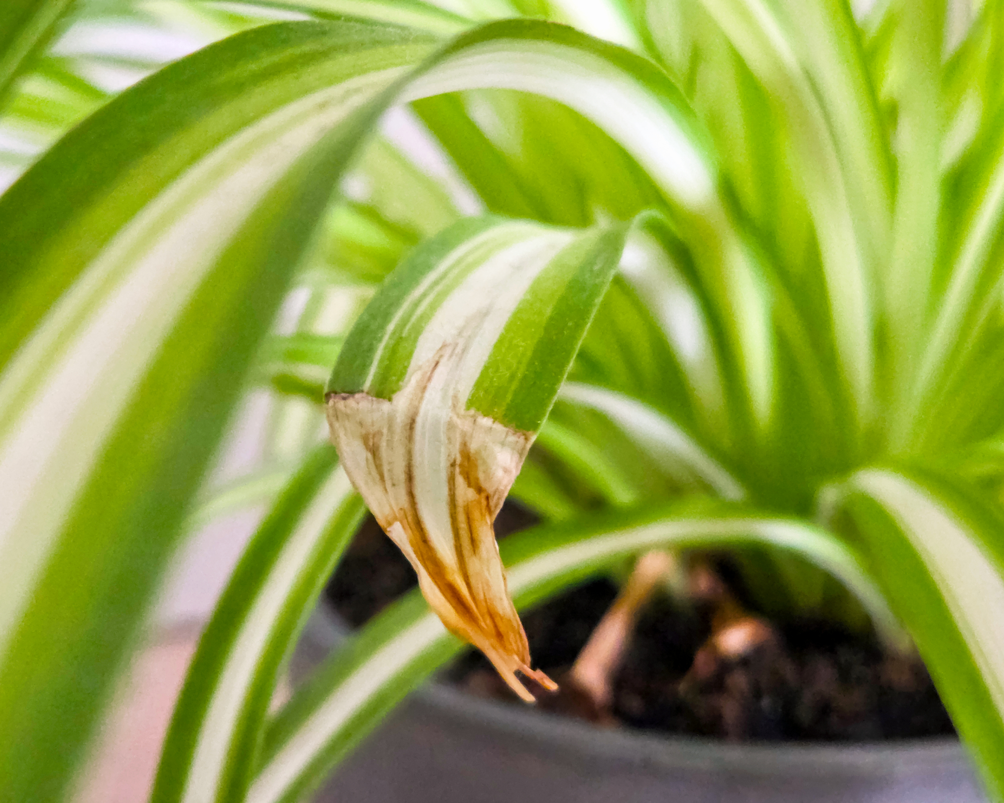 Close-up of a spider plant leaf exhibiting browning at the tip