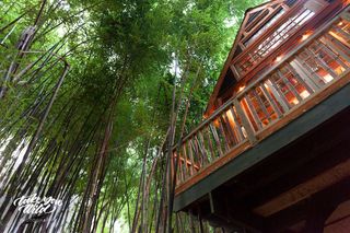 treehouse airbnb