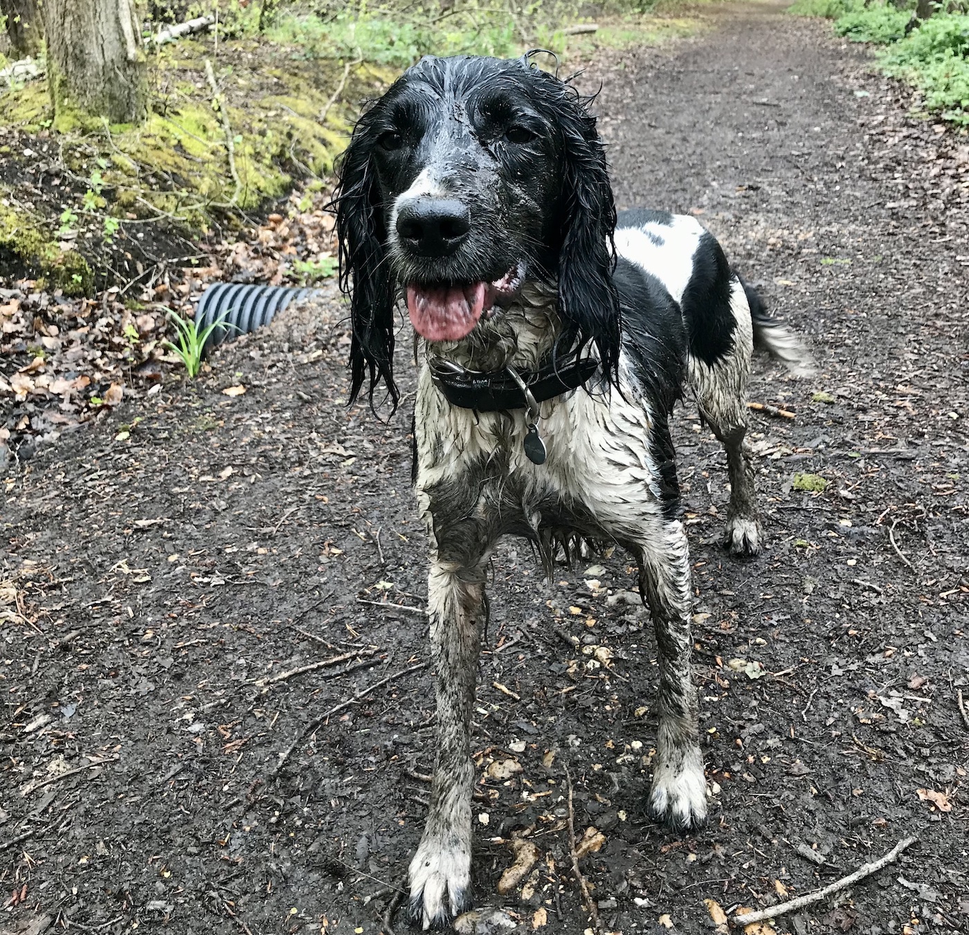 Springer spaniel