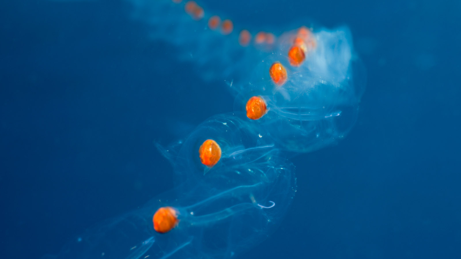 Salps chain photographed underwater.